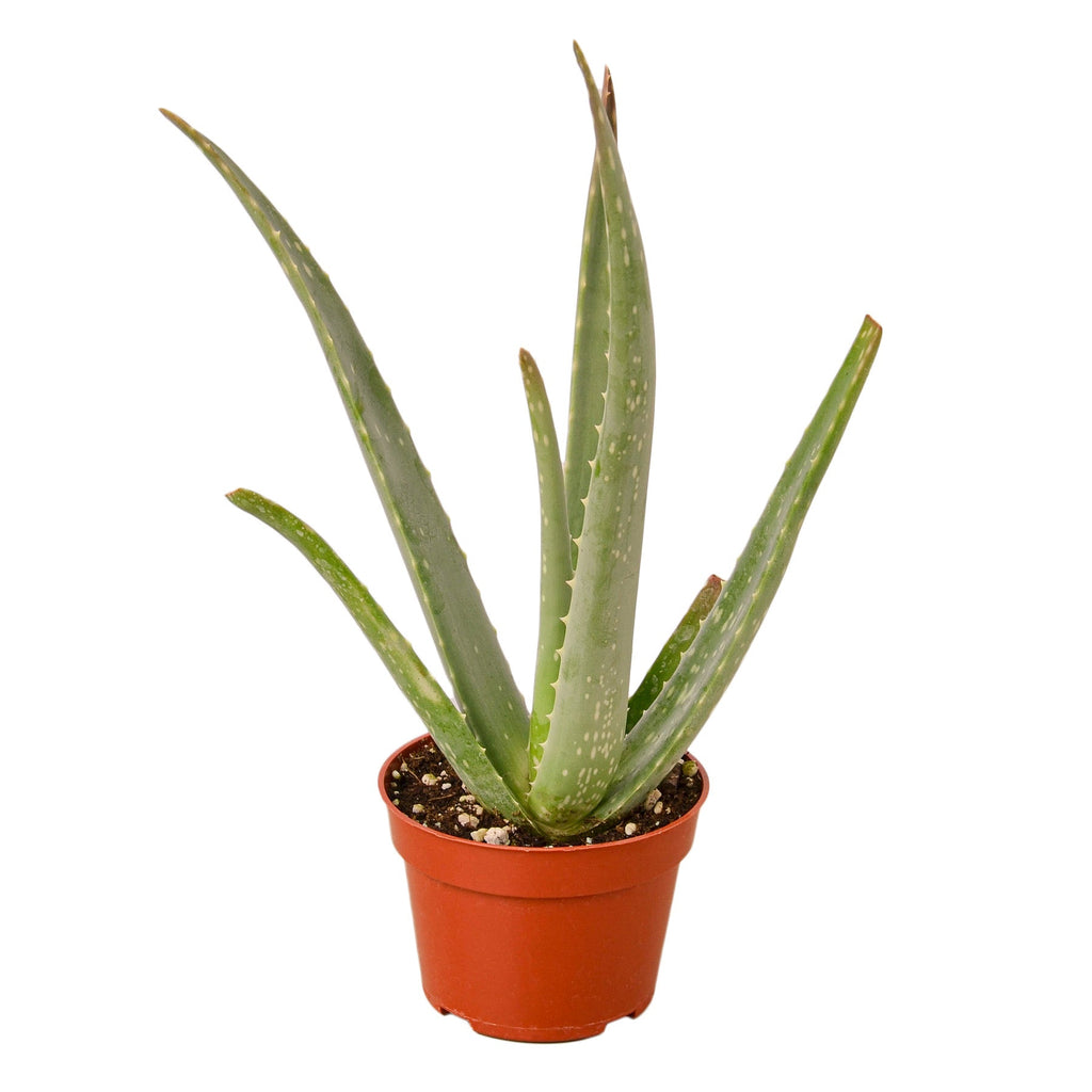 The SUCCULENT Aloe Vera House Plant