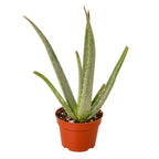 The SUCCULENT Aloe Vera House Plant