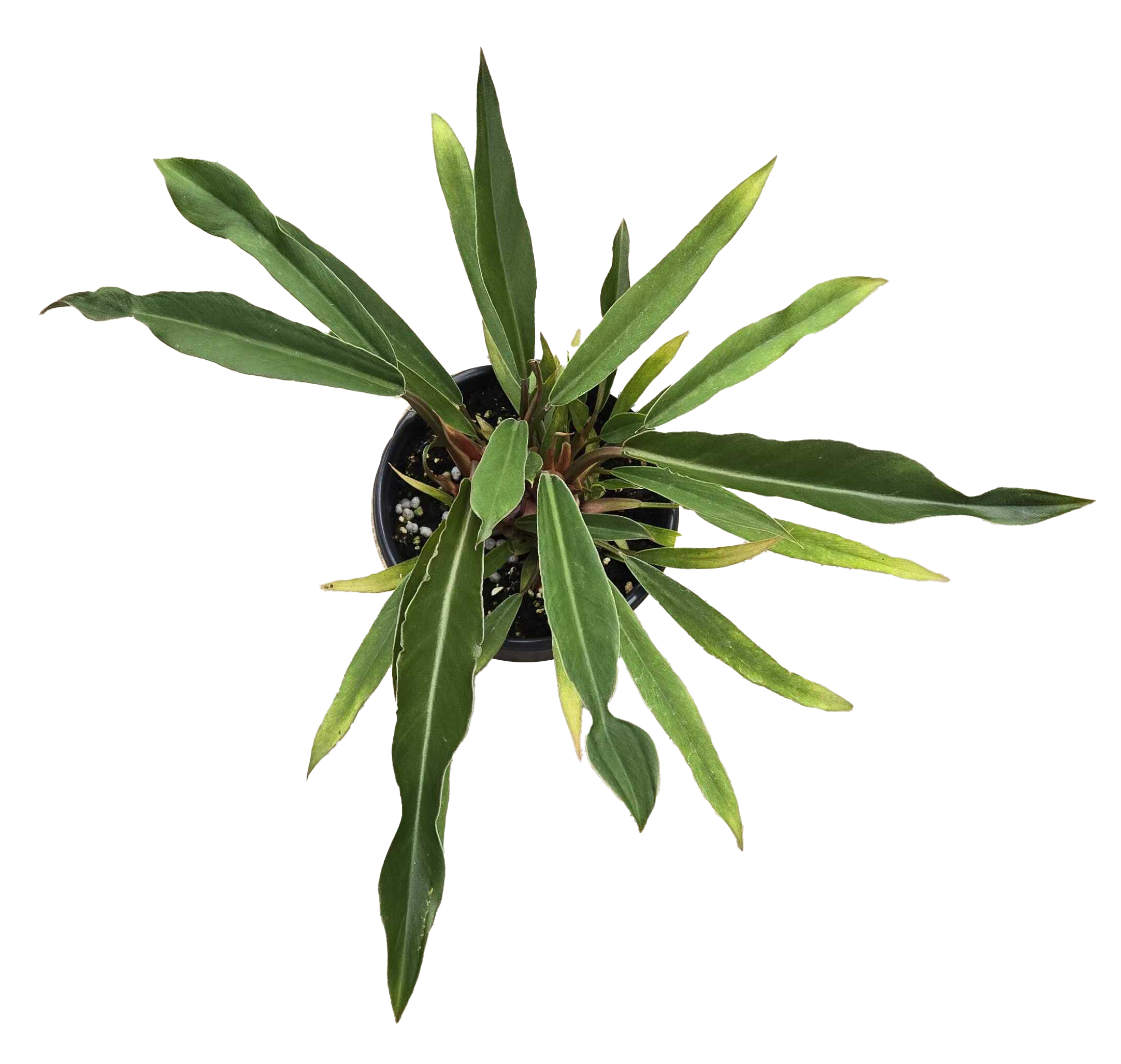 Philodendron Pluto Mutation 4 inch Grower Pot