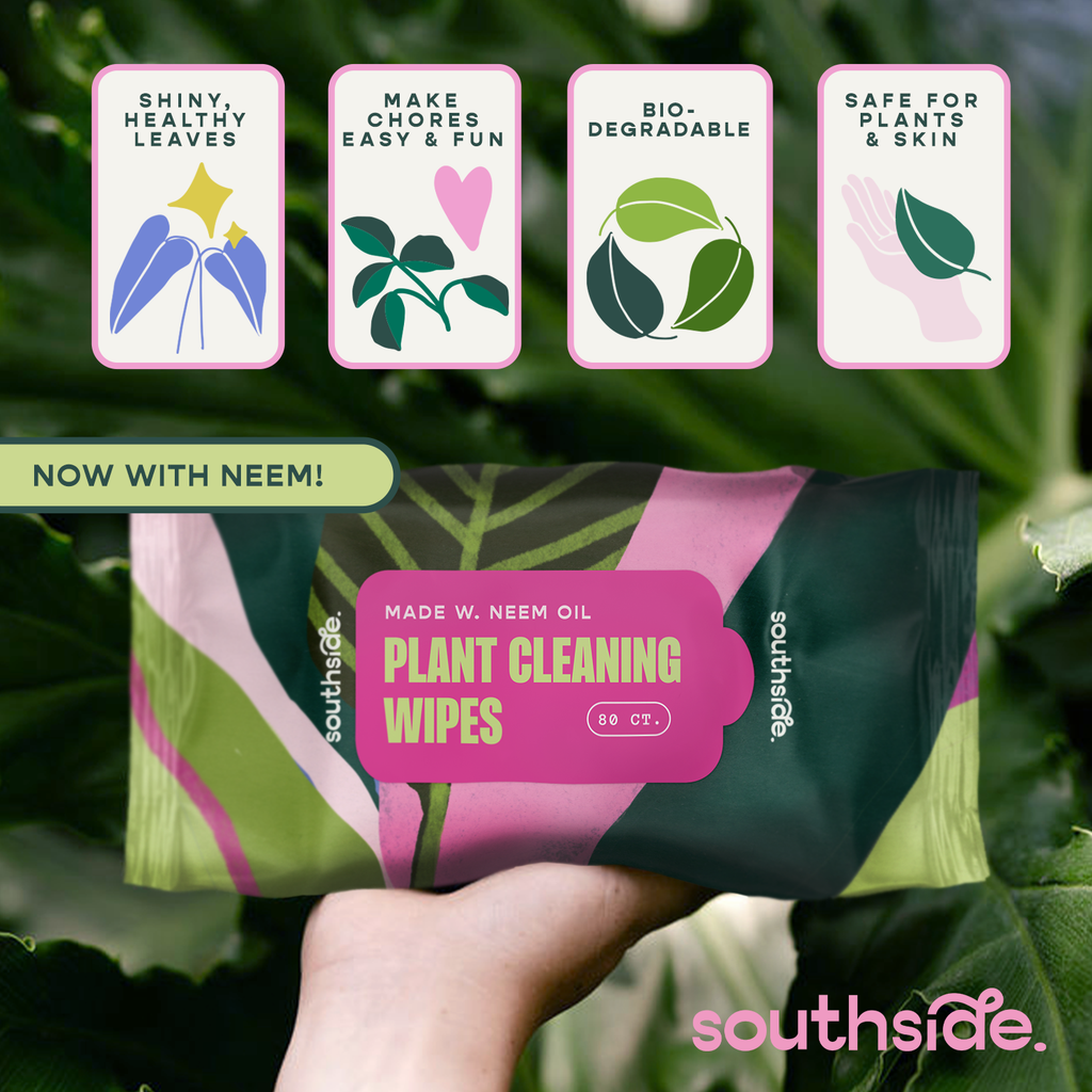 Houseplant Cleaning Wipes