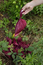 Plant Based Compostable Waste Bags-3