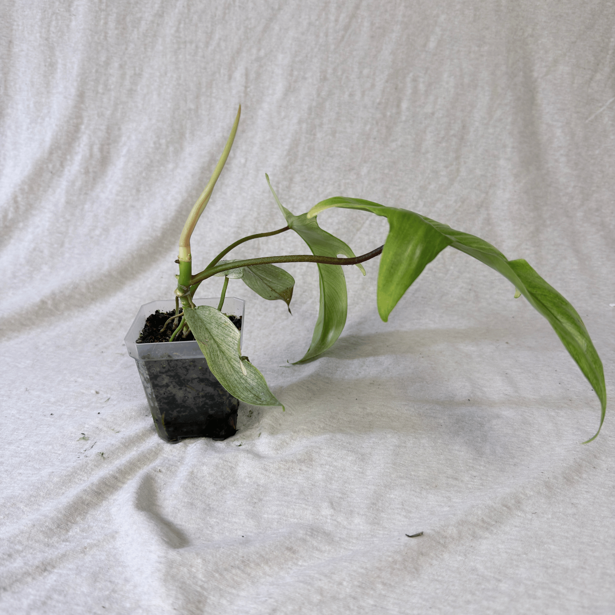 Philodendron Florida Ghost