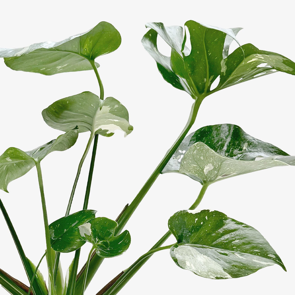 The THAI CONSTELLATION Monstera Easy Care Fast-Growing Plant