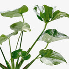 The THAI CONSTELLATION Monstera Easy Care Fast-Growing Plant
