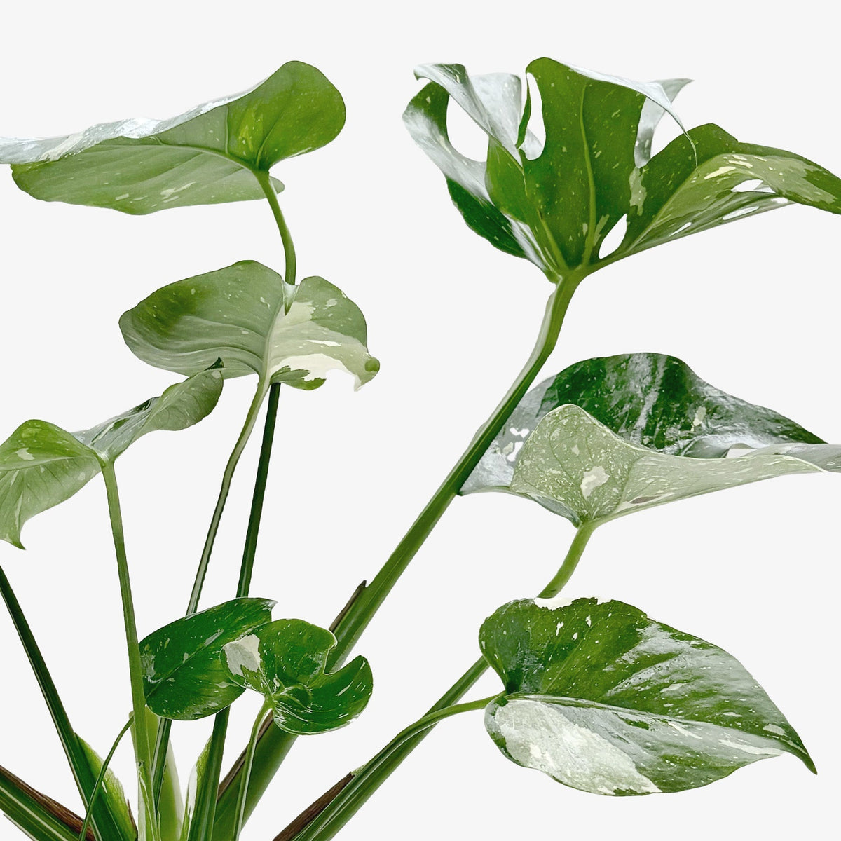The THAI CONSTELLATION Monstera Easy Care Fast-Growing Plant