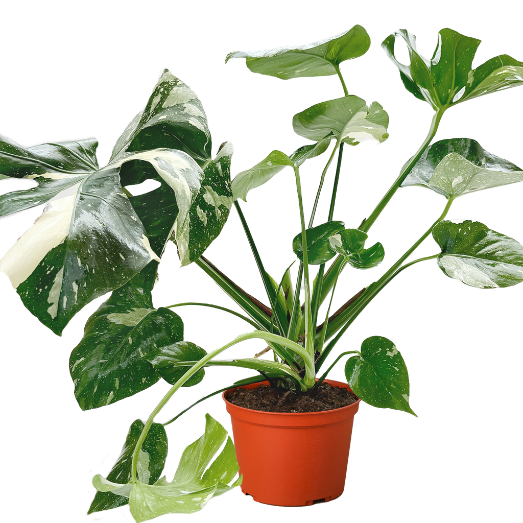 The THAI CONSTELLATION Monstera Easy Care Fast-Growing Plant