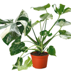 The THAI CONSTELLATION Monstera Easy Care Fast-Growing Plant