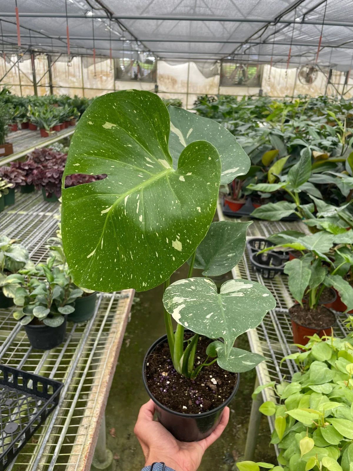 The THAI CONSTELLATION Monstera Easy Care Fast-Growing Plant
