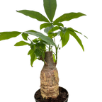 The MONEY TREE Guiana Chestnut Pachira Stump