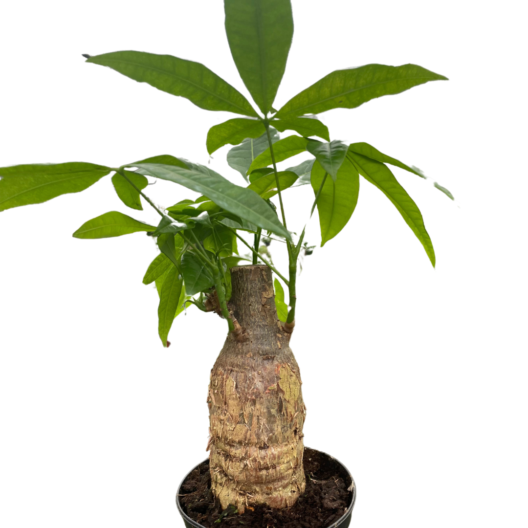 The MONEY TREE Guiana Chestnut Pachira Stump