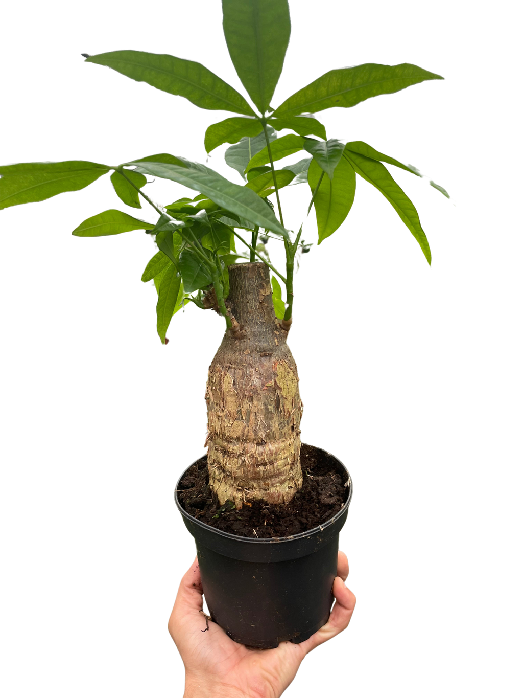 The MONEY TREE Guiana Chestnut Pachira Stump