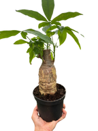The MONEY TREE Guiana Chestnut Pachira Stump