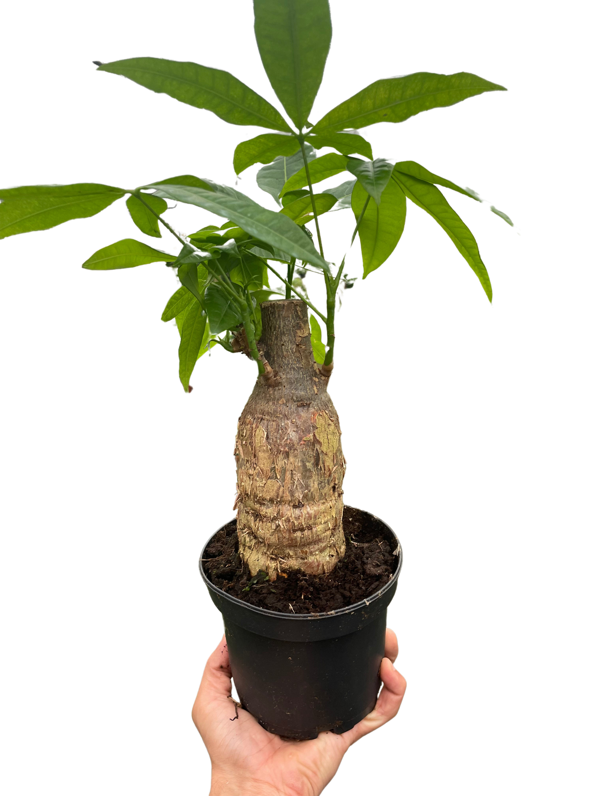 The MONEY TREE Guiana Chestnut Pachira Stump