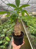 The MONEY TREE Guiana Chestnut Pachira Stump