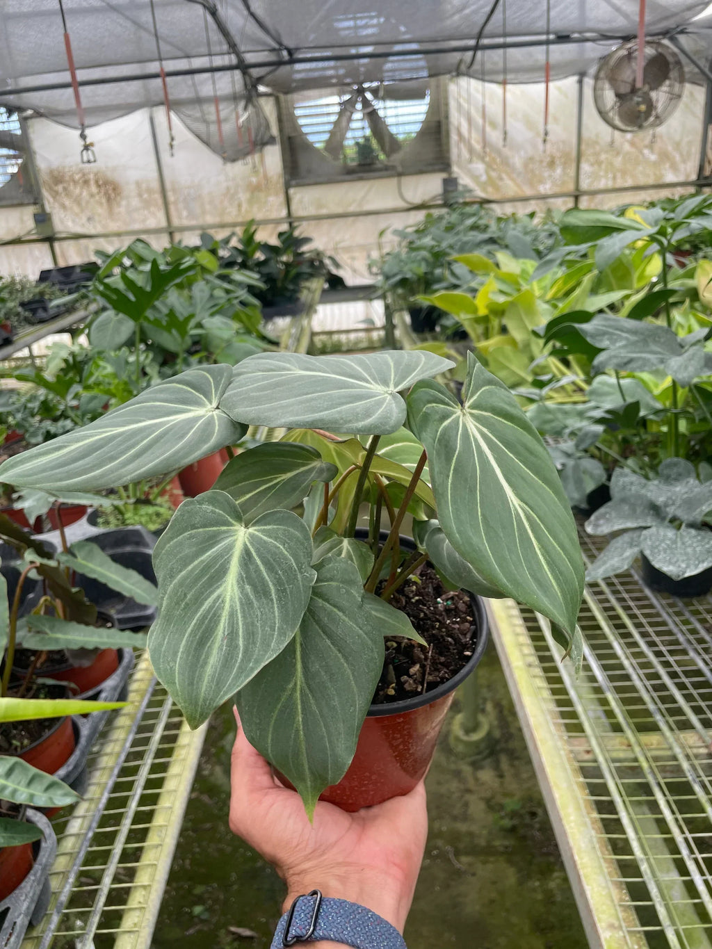 RARE Philodendron Gloriosum 'Zebra' Live Potted Plant