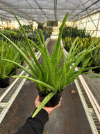 The SUCCULENT Aloe Vera House Plant