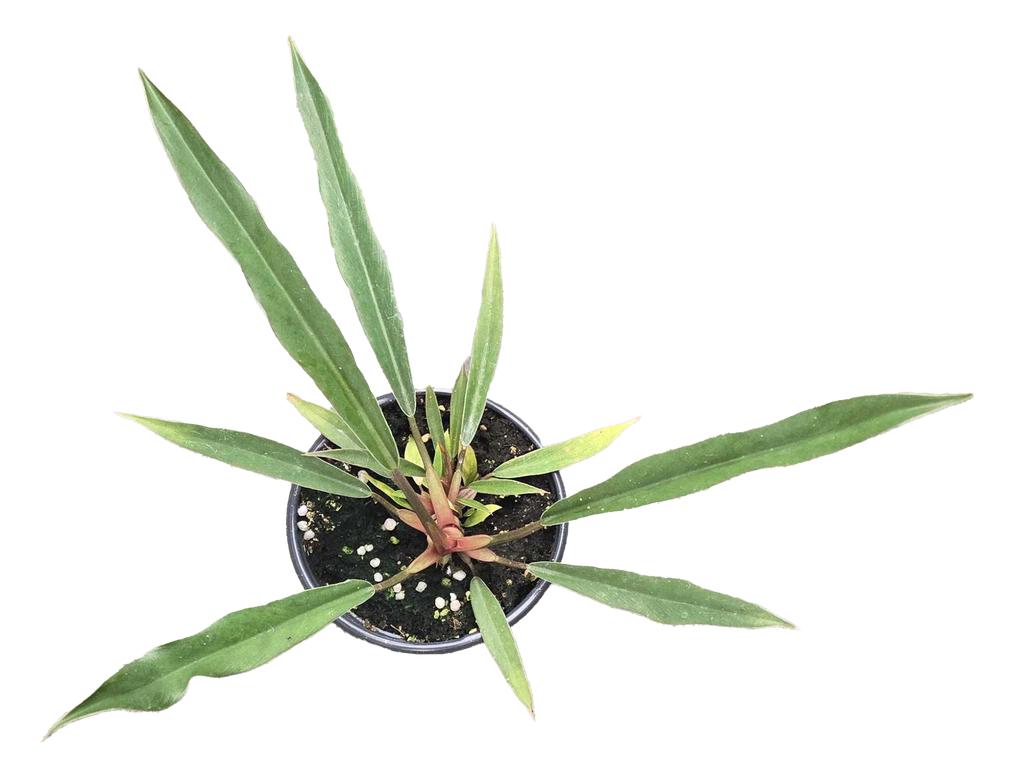 Philodendron Pluto Mutation 4 inch Grower Pot