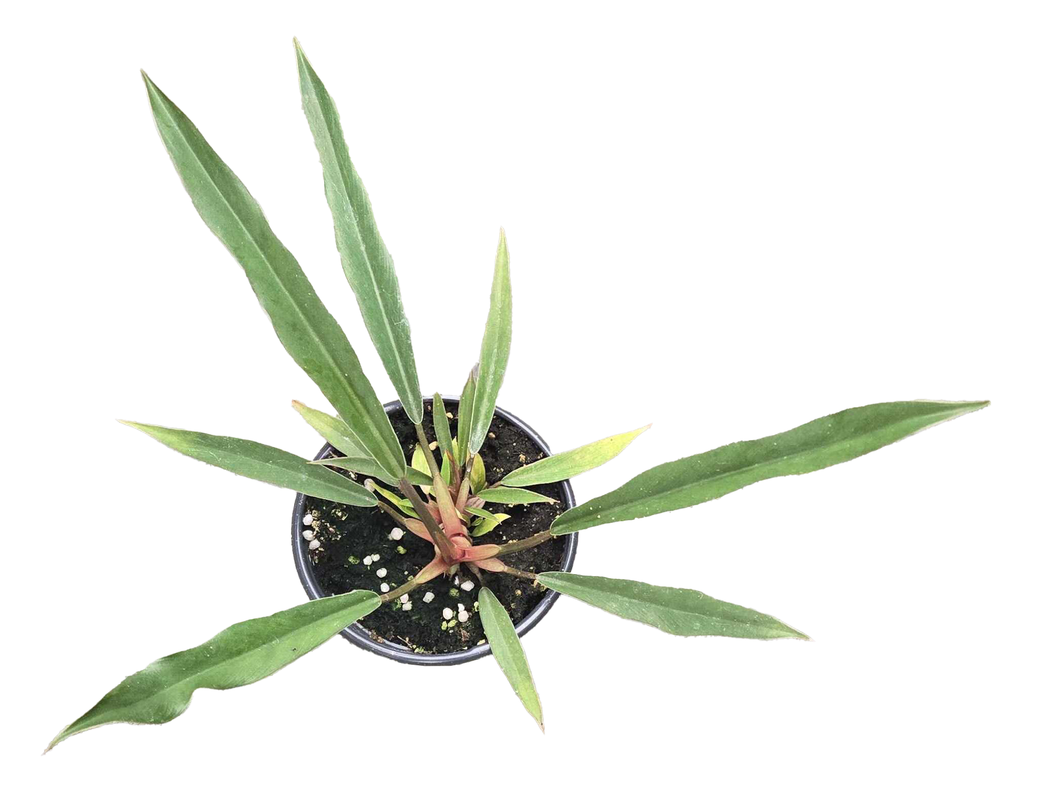 Philodendron Pluto Mutation 4 inch Grower Pot