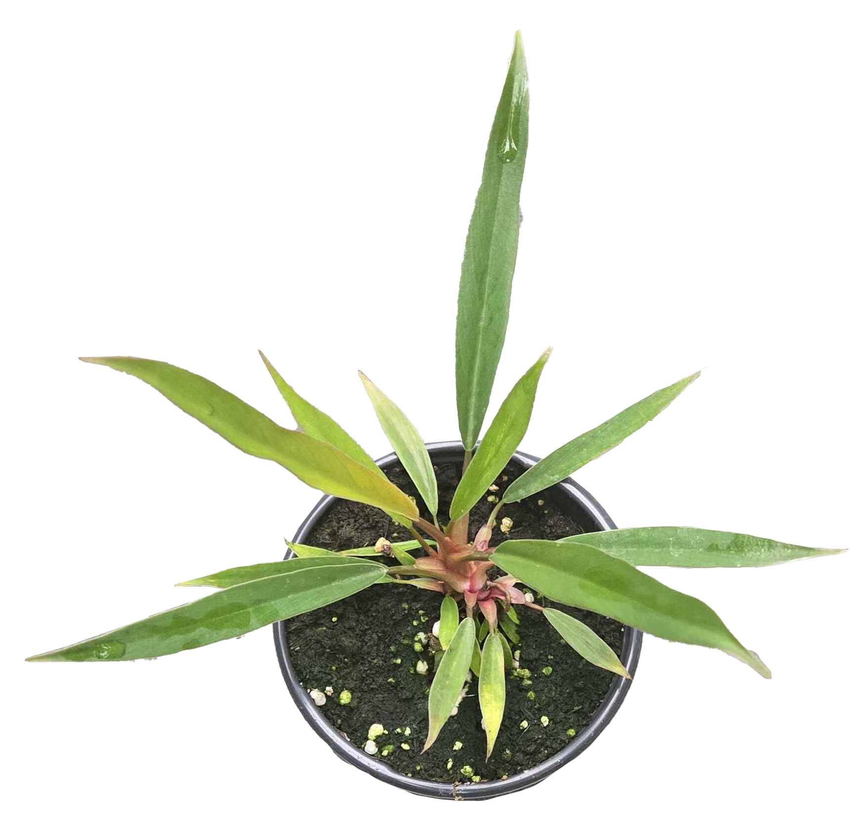 Philodendron Pluto Mutation 4 inch Grower Pot