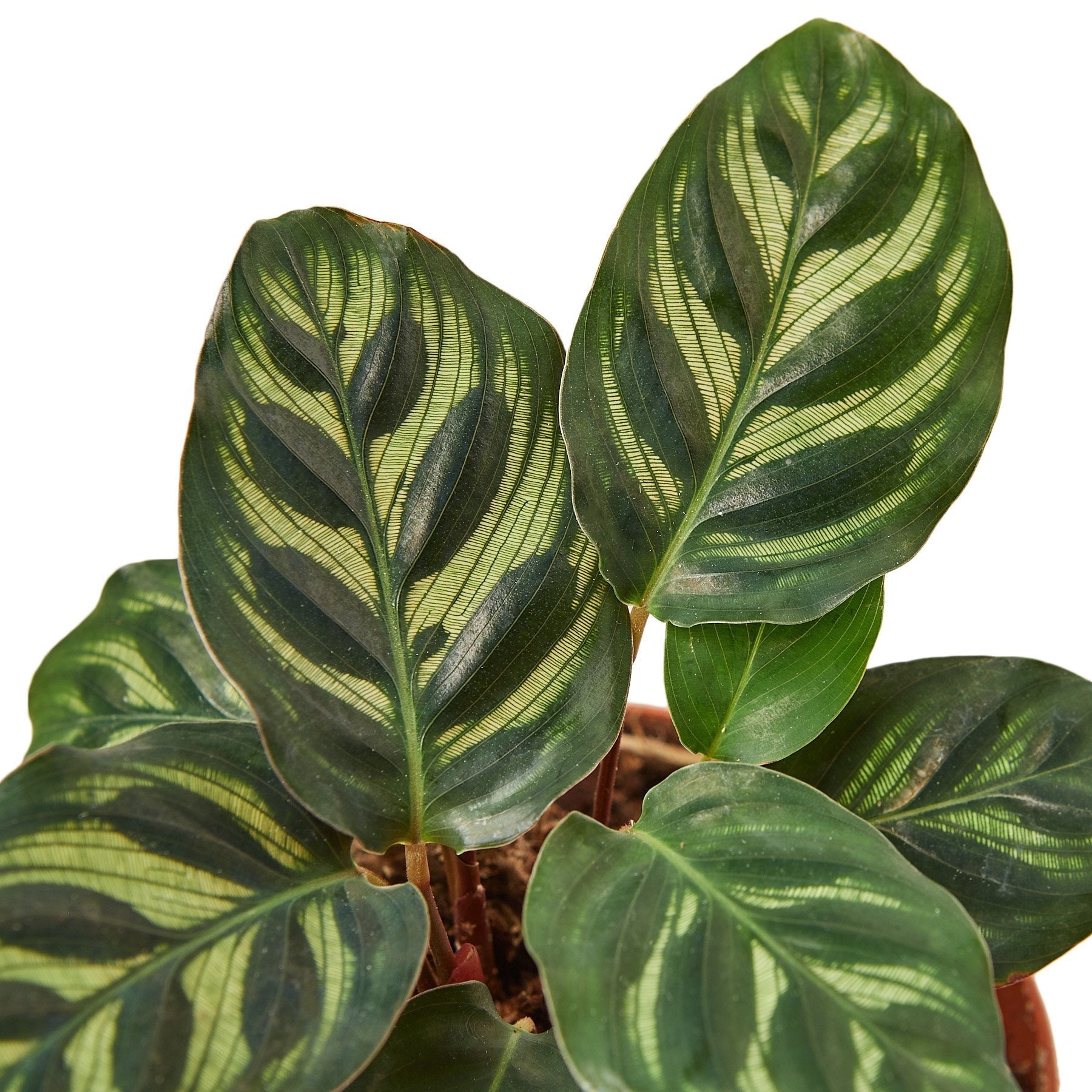 Calathea 'Makoyana' Plant