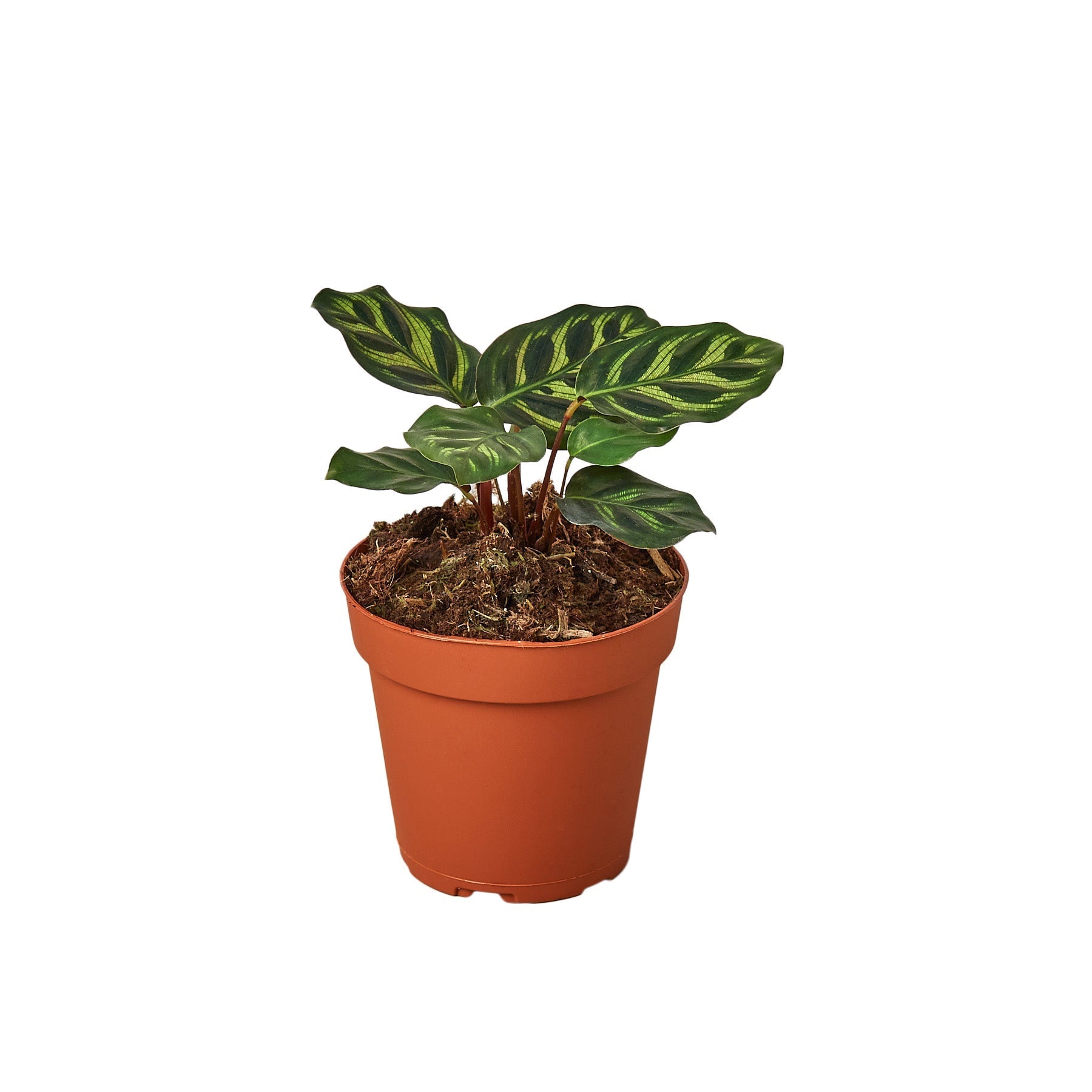Calathea 'Makoyana' Plant
