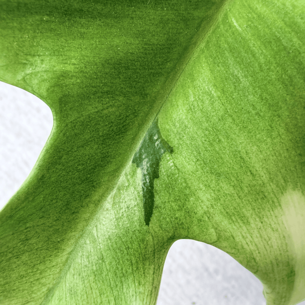 Philodendron Florida Ghost