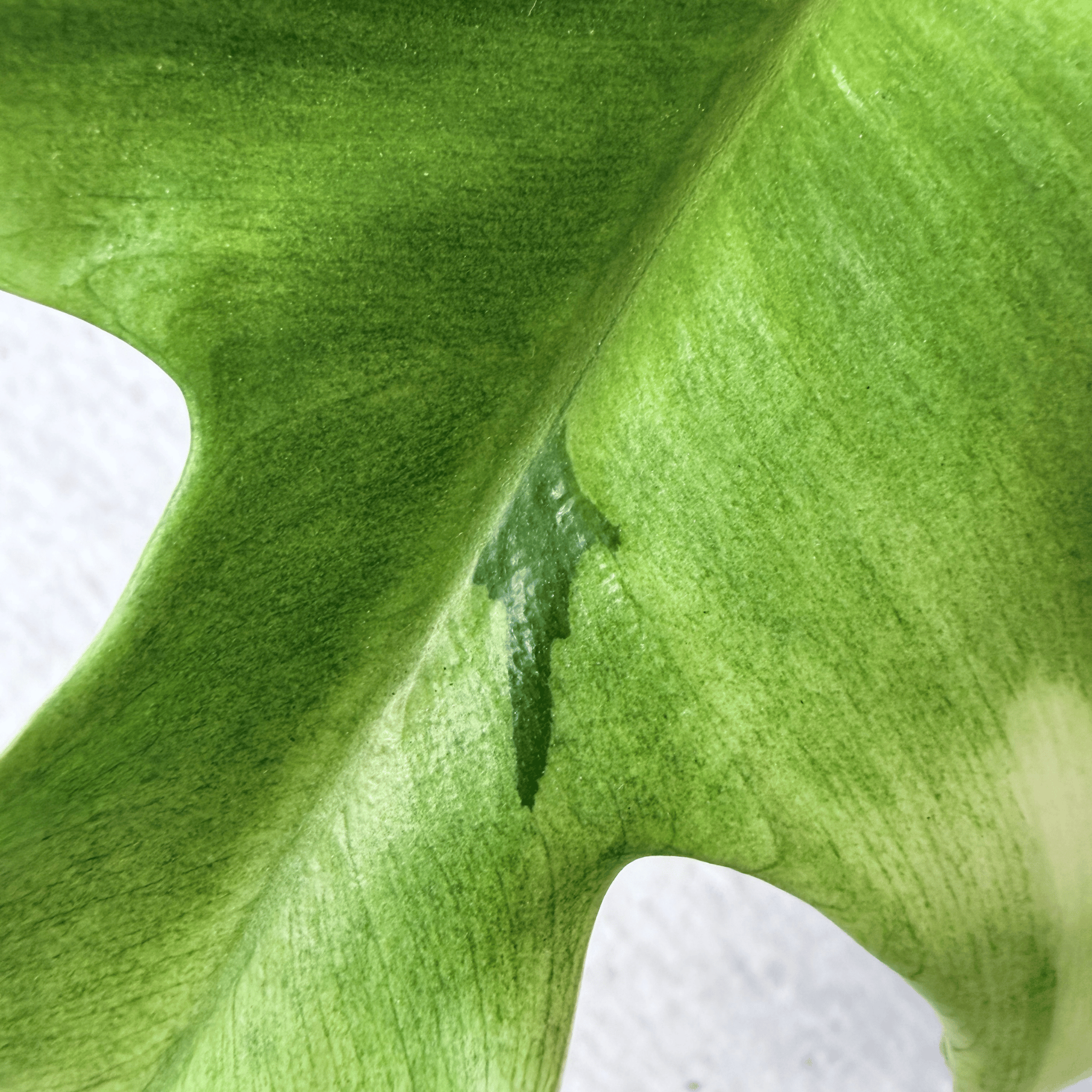 Philodendron Florida Ghost