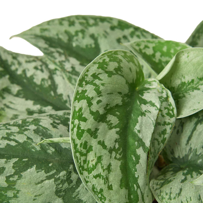Scindapsus Pictus 'Exotica' Easy Care Plant for Indirect Sunlight