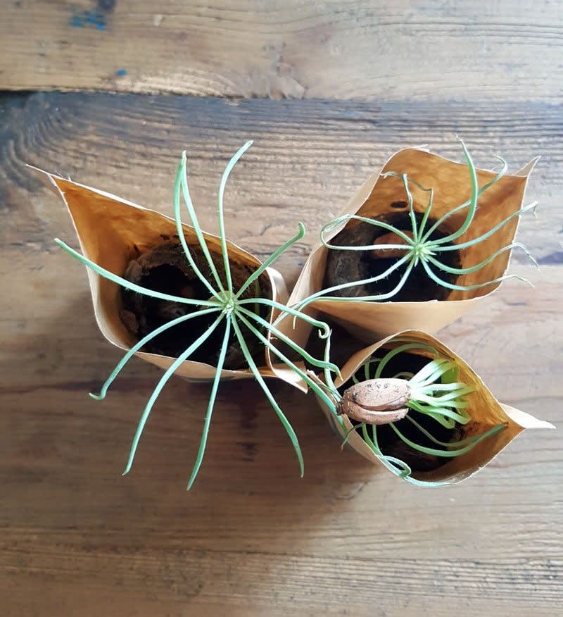 ForestNation Guardians Tree Kits Pack for Kids, We Plant 50 More Trees-4