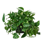 Pothos 'Golden' Easy Care Indoor Potted Plant for Indirect Sunlight and Low Light
