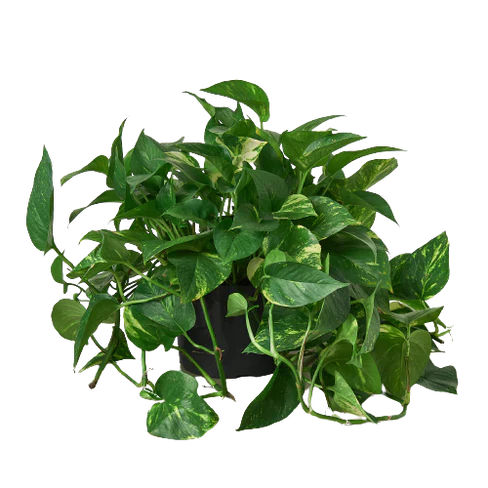 Pothos 'Golden' Easy Care Indoor Potted Plant for Indirect Sunlight and Low Light