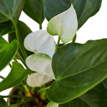 Anthurium 'White' Tropical Plant