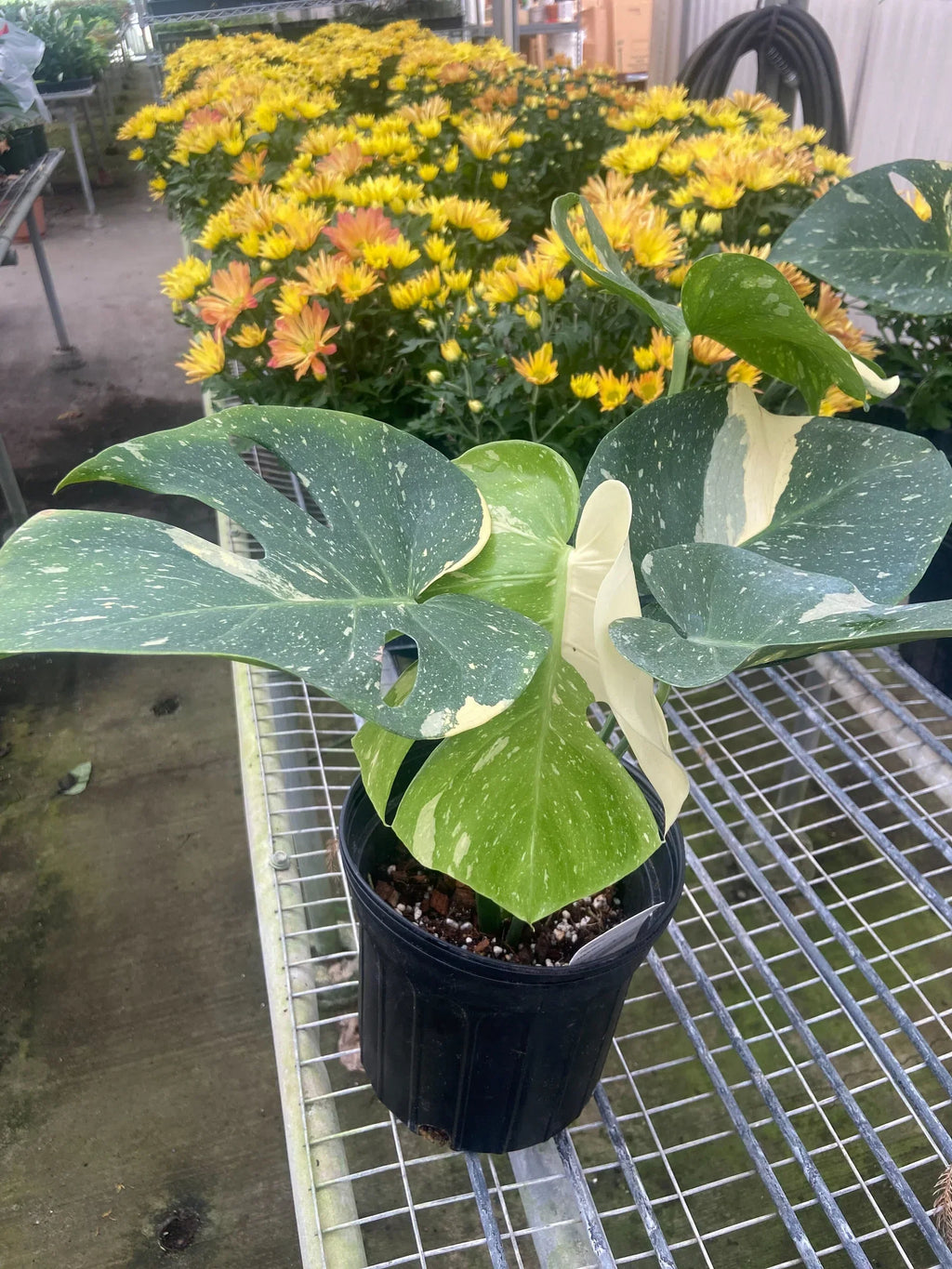 The THAI CONSTELLATION Monstera Easy Care Fast-Growing Plant