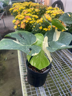 The THAI CONSTELLATION Monstera Easy Care Fast-Growing Plant