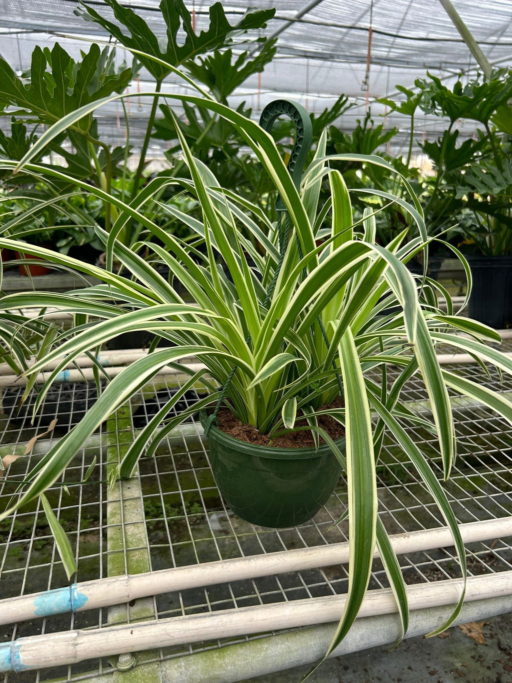 The REVERSE Spider Plant Easy-Care House Plant