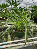 The REVERSE Spider Plant Easy-Care House Plant