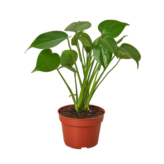 Philodendron MONSTERA Split-Leaf – Medium