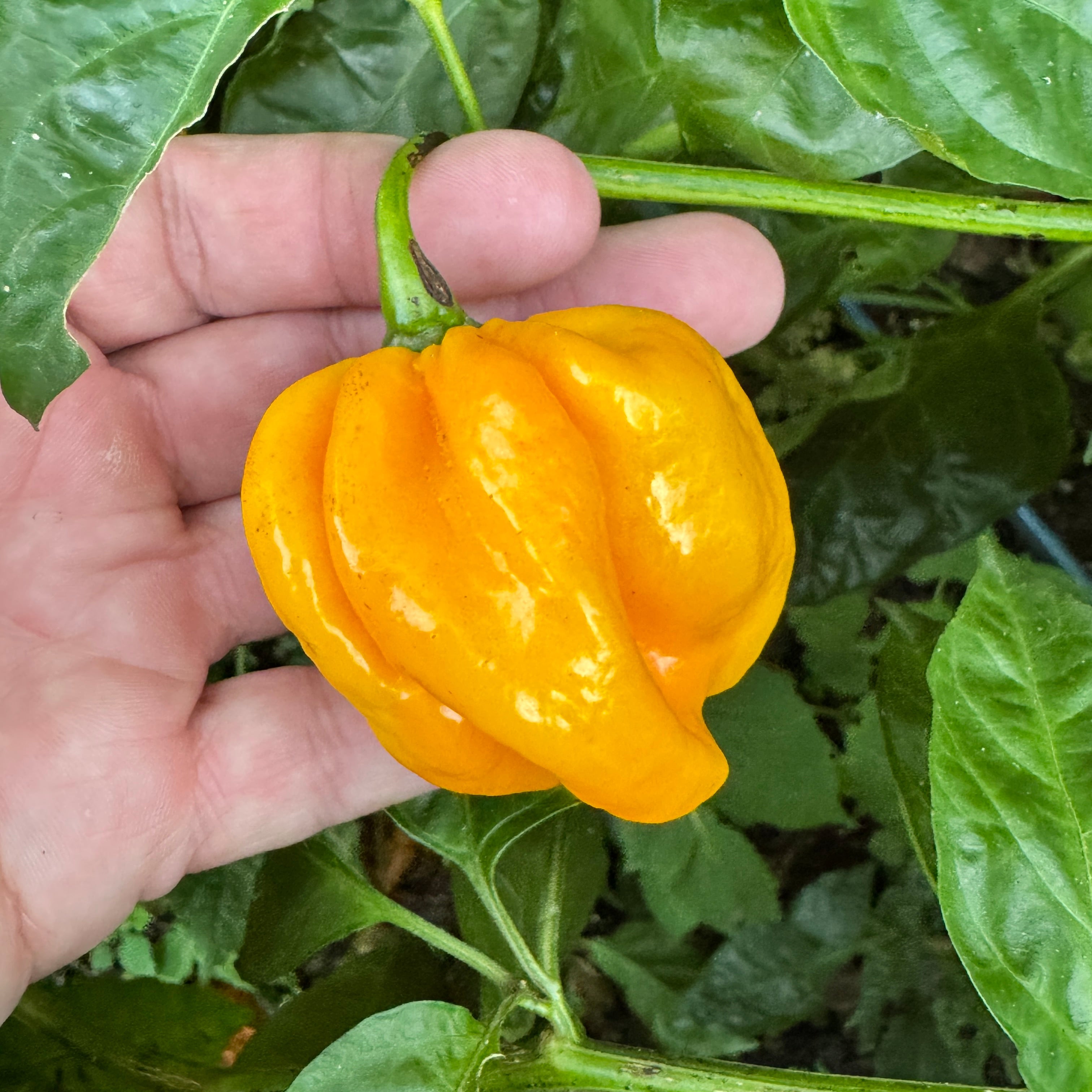 Maldivian Heart Lemon - Seeds