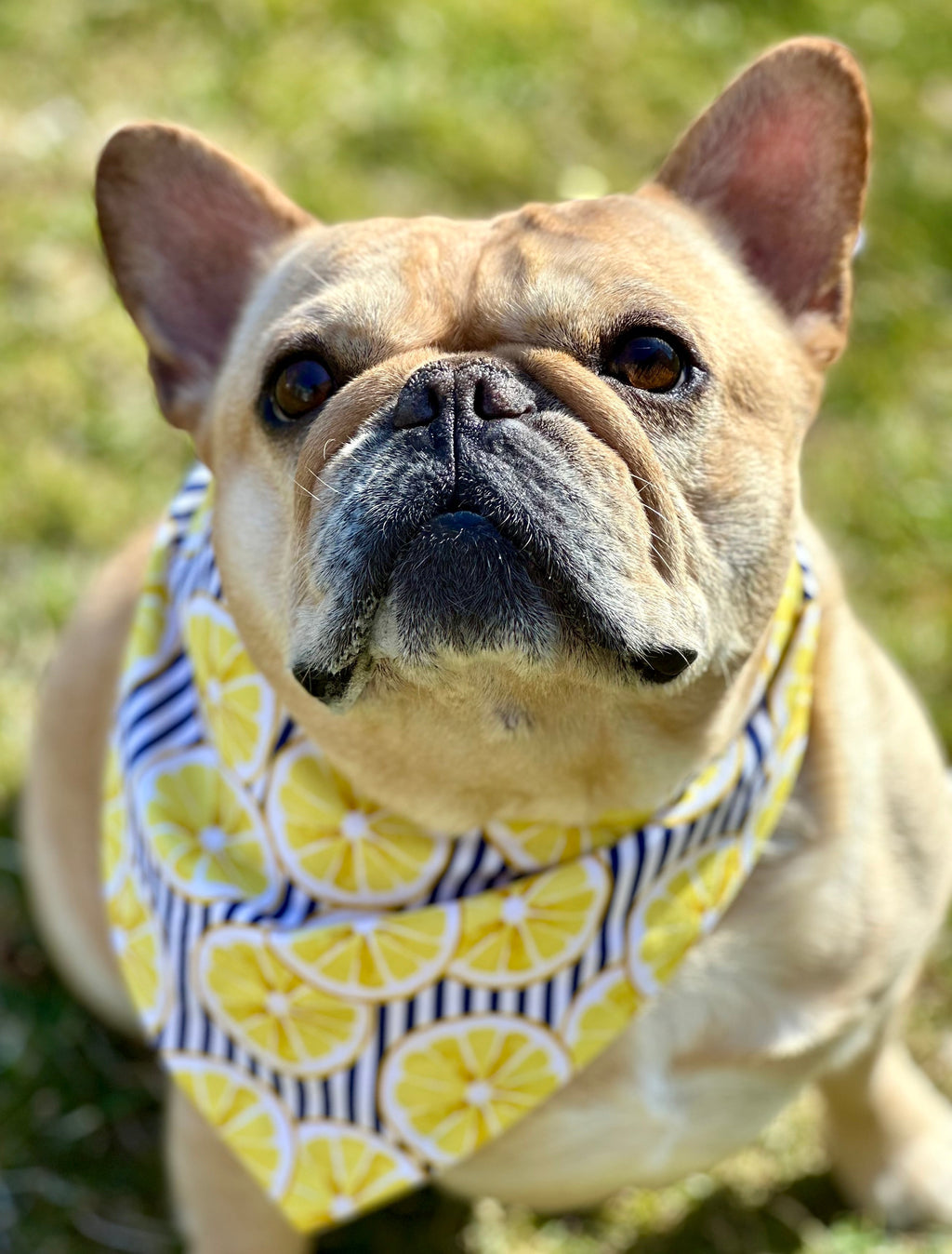 Dog wearing a bandana with lemon pattern outdoors