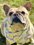 Dog wearing a bandana with lemon pattern outdoors