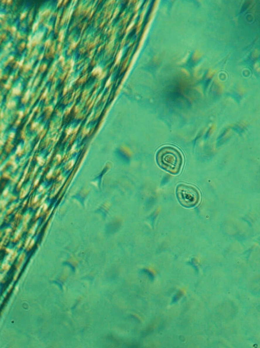 BYMANYC ® New York AHA Natural Exfoliant Peeling Concentrate – 1.0 Oz