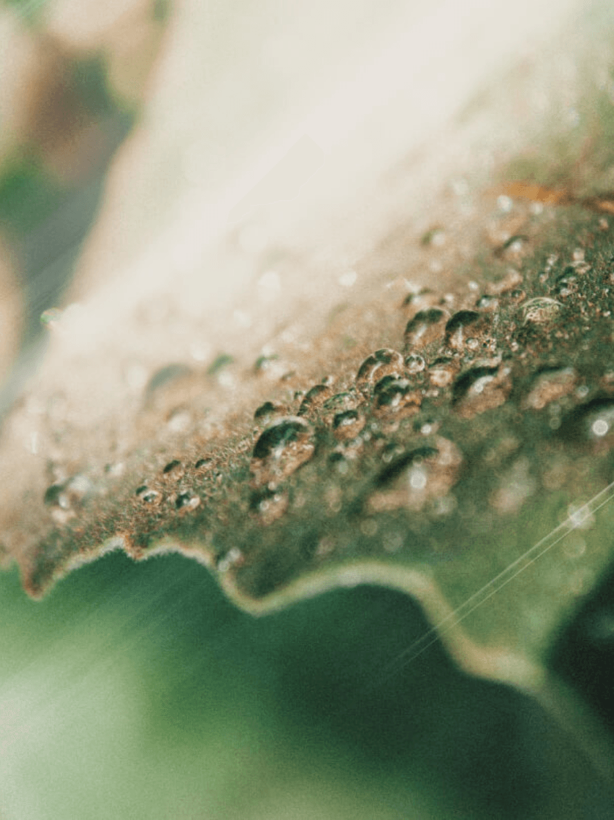 BYMANYC ® New York AHA Natural Exfoliant Peeling Concentrate – 1.0 Oz