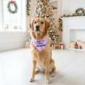Dog wearing a bandana with an 'Adopt Me' message in a festively decorated room with Christmas tree and wreaths.