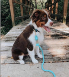 Puppy on a leash sitting on a wooden deck with a natural background
