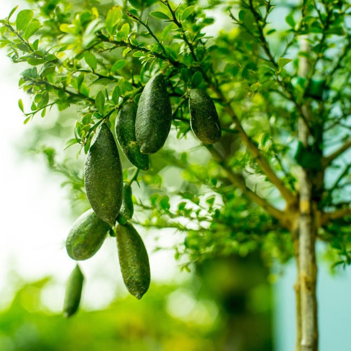 Green fruits hanging from a tree with a blurred green background