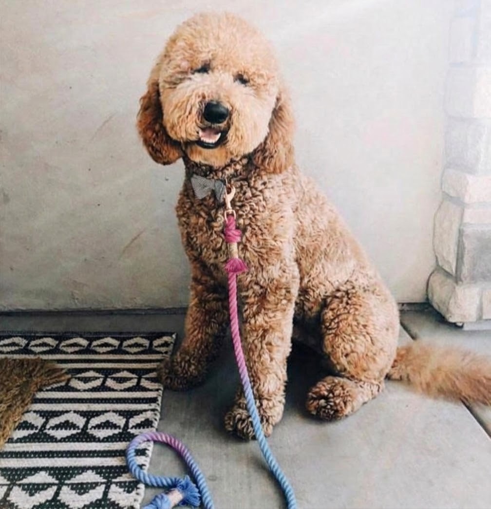 The UNICORN Hand-Dyed Cotton Rope Leash