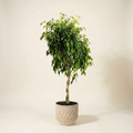 A Benjamina Ficus potted tree with green leaves and a twisted trunk, displayed in a woven beige Agora Bin basket against a light beige background.