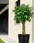 The BRAIDED Ficus Benjamina Easy-Care Potted Houseplant