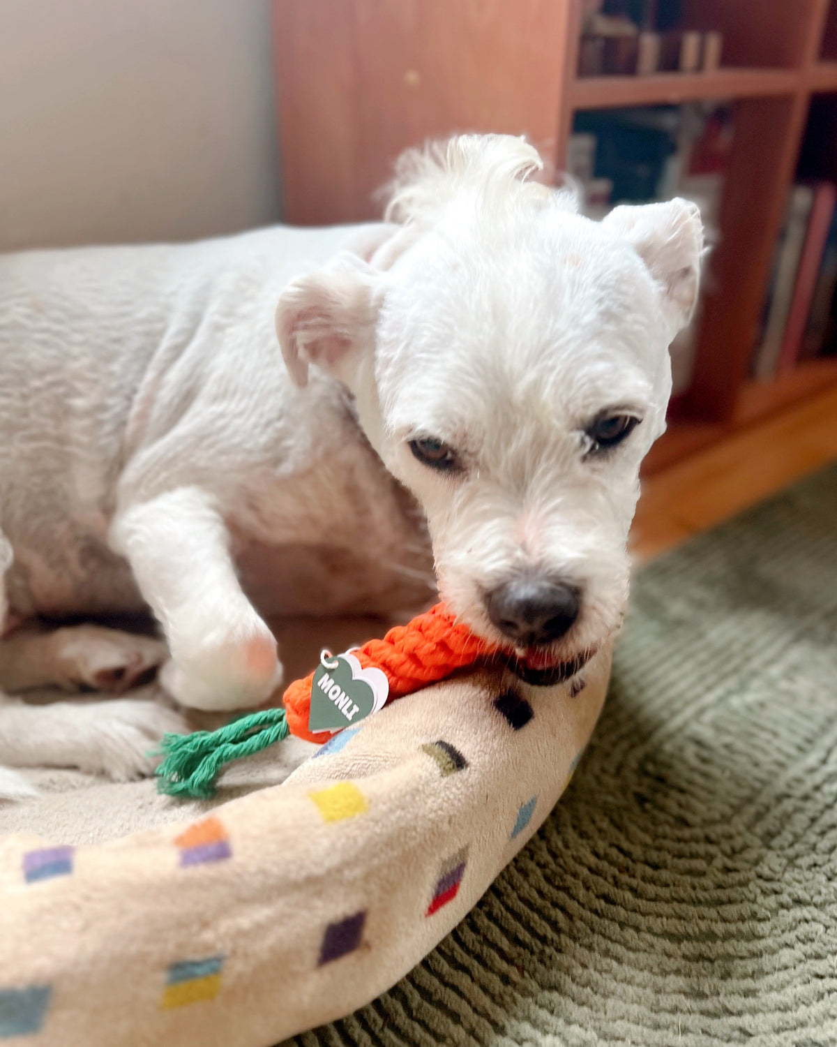 The Monli Handcrafted Rope Carrot Dog Toy enjoyed by PupperzBuddha