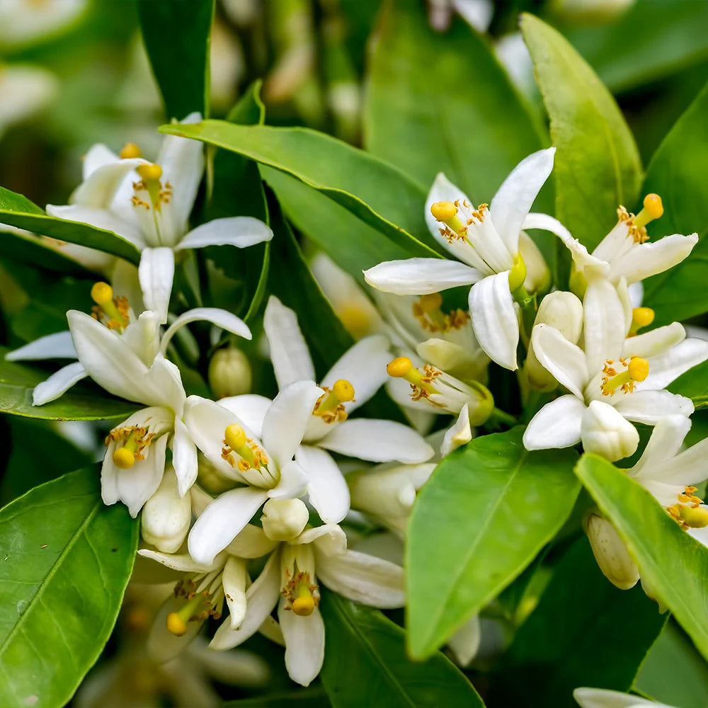 The JUICY PINK Cara Cara Evergreen Fast-Growing Orange Tree